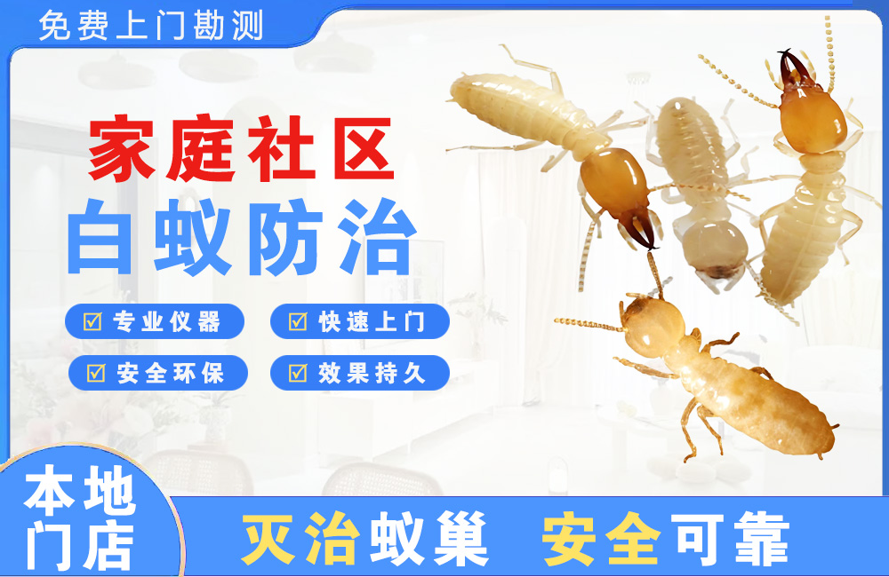 文昌家庭社区白蚁防治