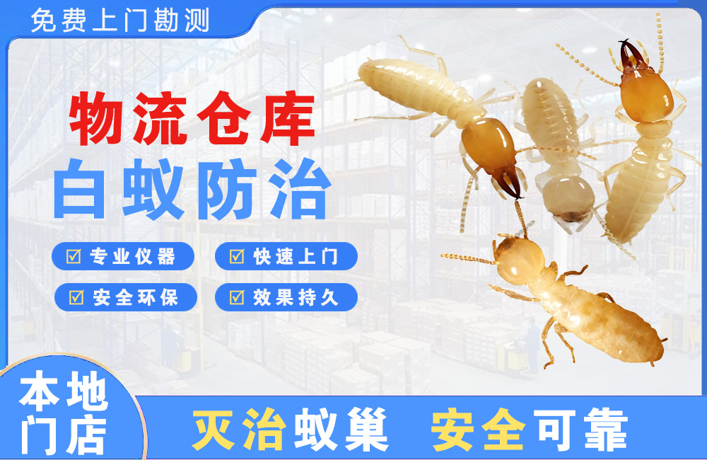 文昌物流仓库白蚁防治