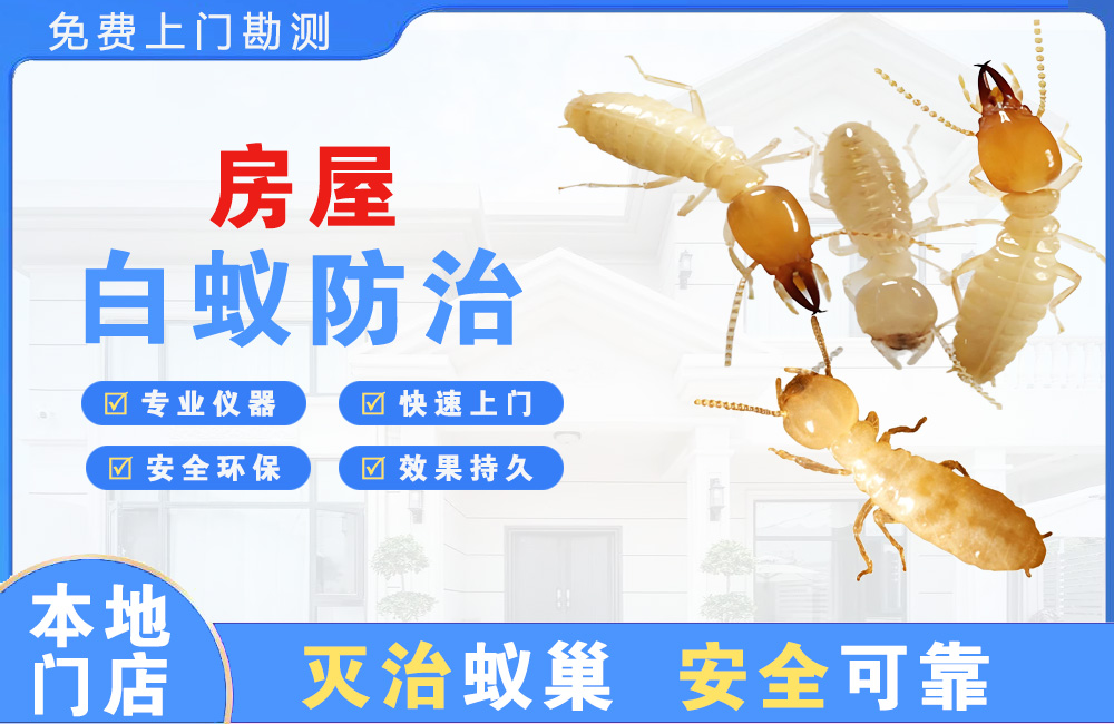 文昌房屋白蚁防治